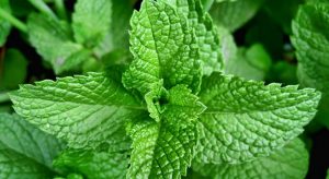 Cây gì chữa đau răng - Cây bạc hà