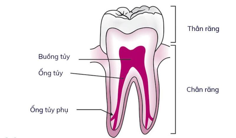 Buồng tủy và ống tủy là 2 thành phần chính của tủy răng